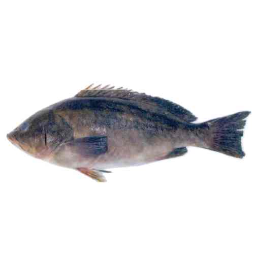 poisson badeche dakar senegal chez tagrih