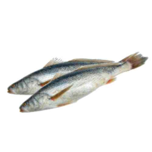 poisson capitaine pp dakar senegal chez tagrih