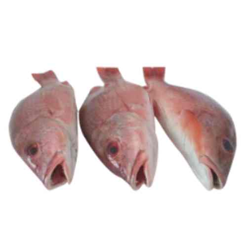 poisson carpe rouge dakar senegal chez tagrih