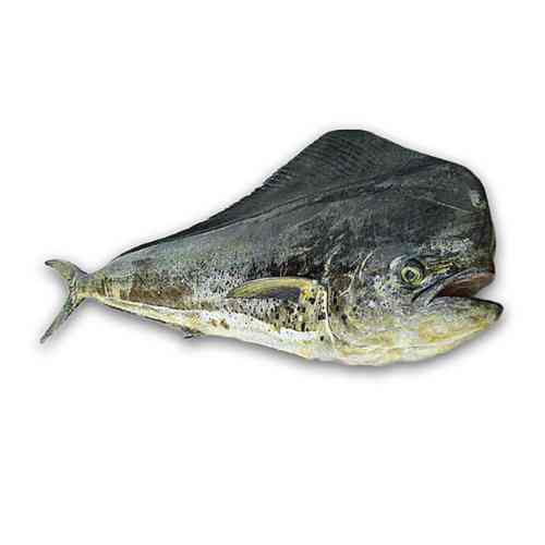 poisson coryphène dakar senegal chez tagrih