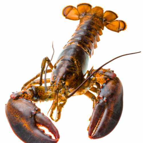 Langoustes dakar senegal chez tagrih