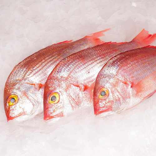 poisson dorade rouge pm dakar senegal chez tagrih