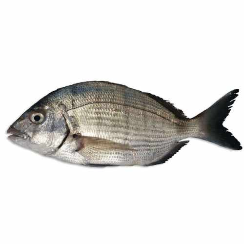 poisson sar dakar senegal chez tagrih